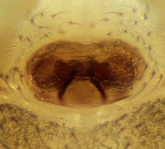 Datei:Tapinocyba ventosa Epigyne 20171218210647-dbd6ed1e.jpg