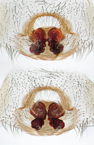 Datei:Inermocoelotes-falciger Bulgarien-Vladaya 16-11 06-Epig-Vulva.jpg