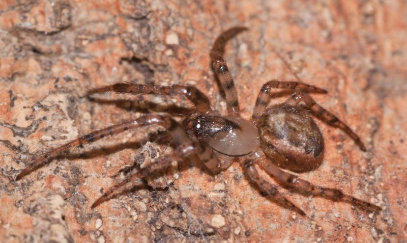 Datei:MG 1856a Leviellus kochi re.jpg