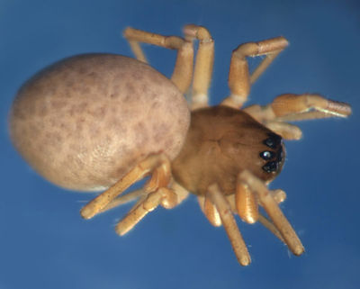 Meioneta similis habitus 600.jpg