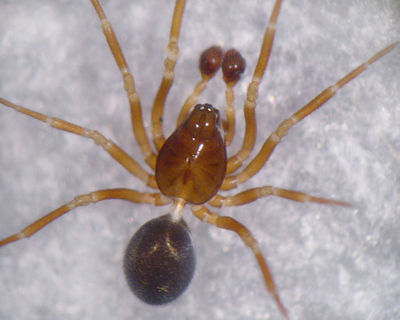 Monocephalus castaneipes 5 1024.jpg