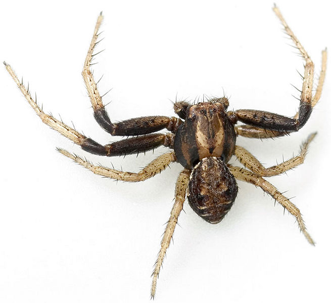 Datei:Ninii Gimritz 07-06 05.jpg