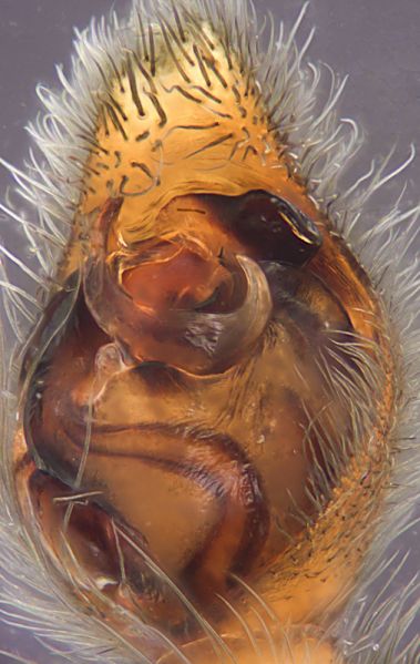 Datei:Piratula hygrophila-2020-12-20 10-18-15-Edit.jpg