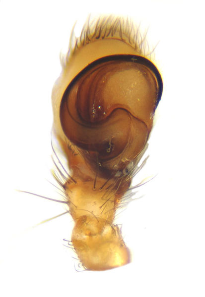 Datei:Clubiona leucaspis male1.jpg