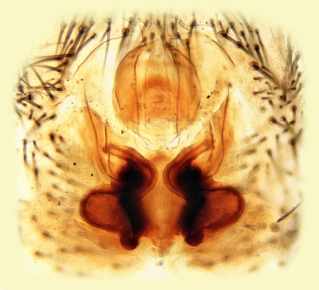 Datei:Gnaphosa zeugitana Vulva 20160815171839-cfe73c71-me.jpg
