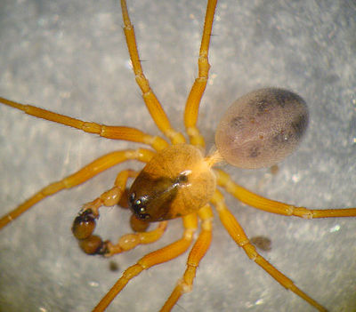 Gongylidium rufipes.jpg