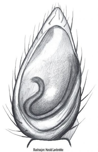 Datei:Micaria subopaca palp HLovbrekke.jpg