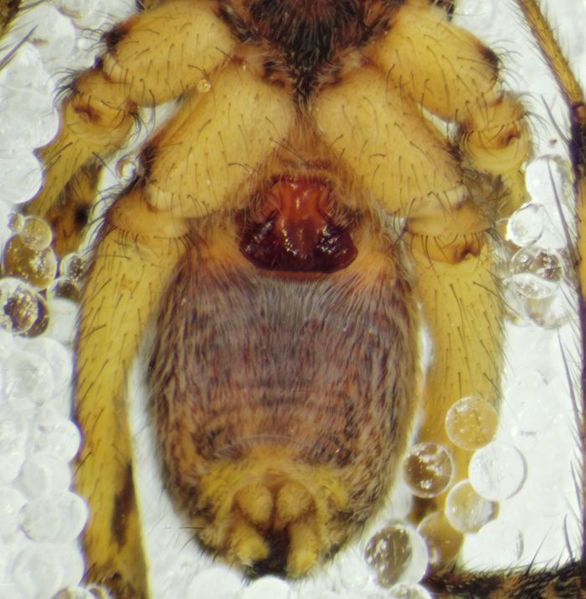 Datei:Pardosa palustris-w 6mm Mödrulsdalurfjallgardur 20Jul13d.JPG