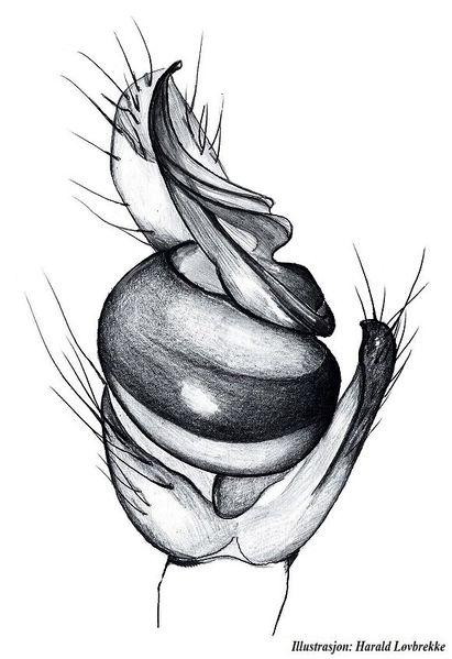 Datei:Tetragnatha dearmata palp Hlovbrekke.jpg