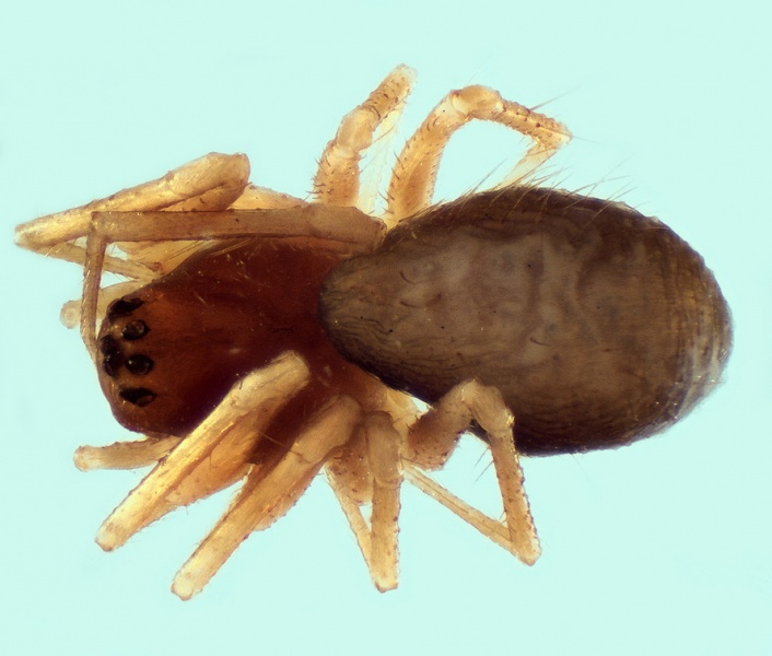 Datei:Trichoncus scrofa female 20151030210906-8b7a6926-me.jpg