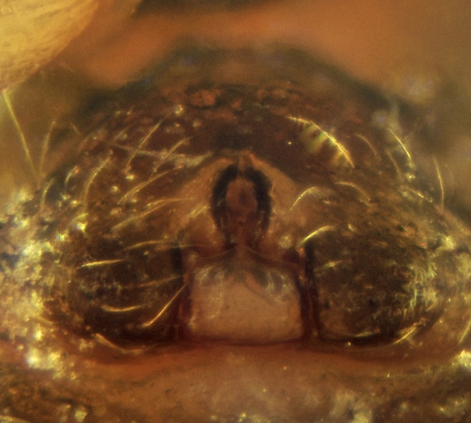 Datei:Trichoncus varipes Epigyne 20180210170847-133cafb6.jpg