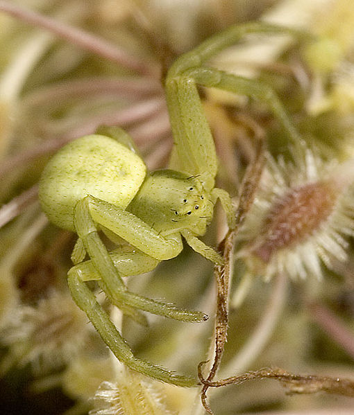 Datei:Vatia Weimar 07-09.jpg