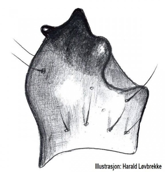 Datei:Abacoproeces saltuum tibialapophysis vonOben HLovbrekke.jpg