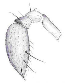 Agyneta cauta fem-pedi.jpg