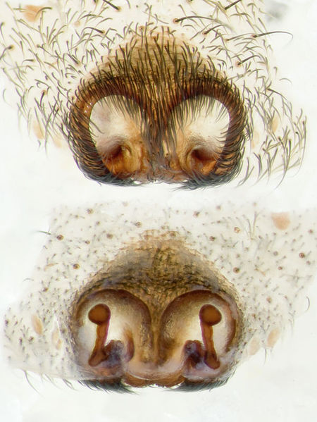 Datei:Arctosa-fulvolineata Sardinien-LagoBaratz 13-04 07-Epig.jpg