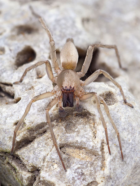 Datei:Clubiona-similis Rennes-les-Bains 15-09 01-male.jpg