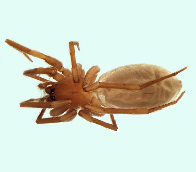 Datei:Mesiotelus tenuissimus female 20150617200456-e20f8f9b-me.jpg