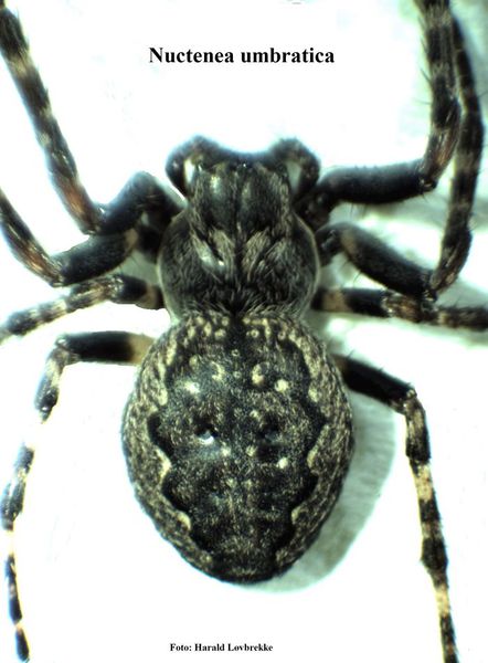 Datei:Nuctenea umbratica w habitus HLovbrekke.jpg