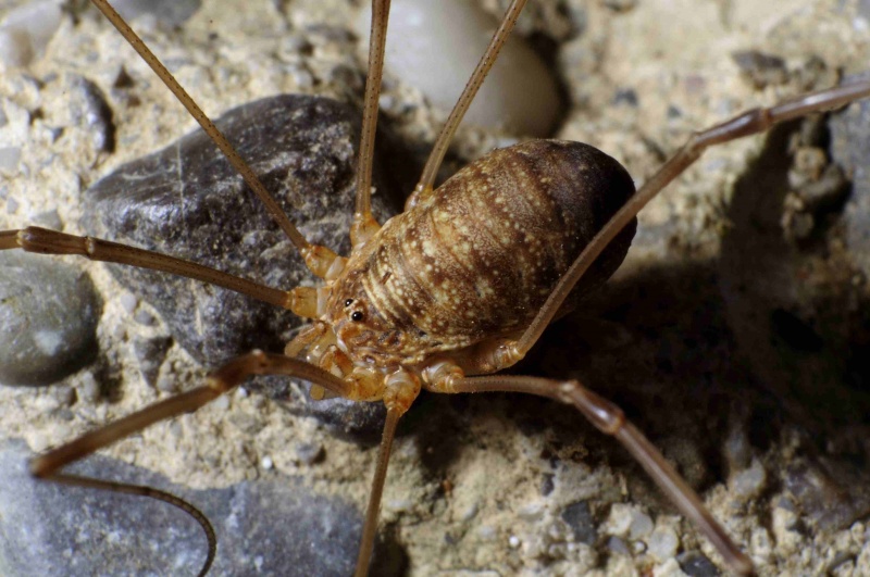 Datei:Opilio dinaricus, female, Slovenia, Vipava.JPG