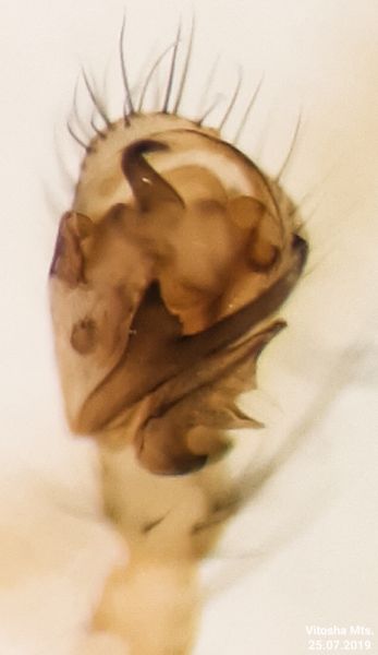 Datei:Palliduphantes alutacius male ventral Vitosha.jpg