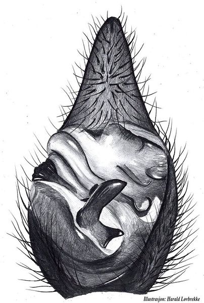 Datei:Pardosa trailli palp vonUnten HLovbrekke.jpg