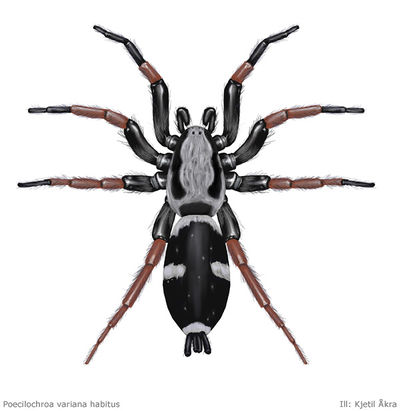 Poecilochroa variana ill 600 KAakra.jpg