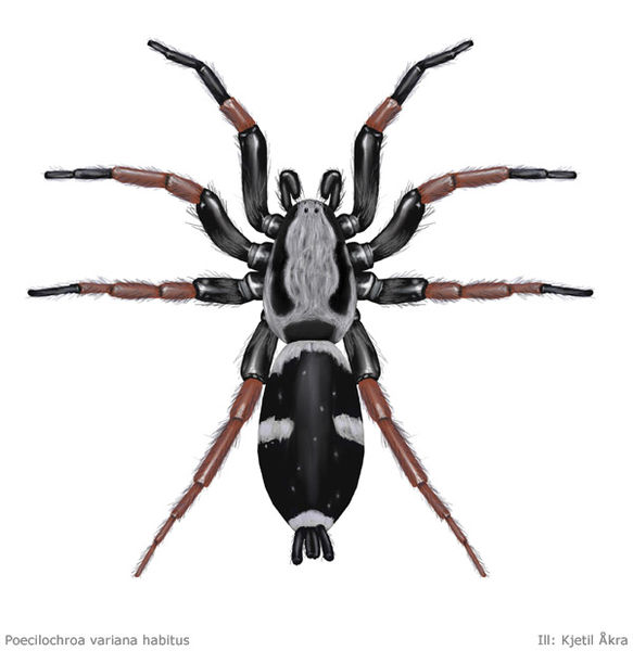 Datei:Poecilochroa variana ill 600 KAakra.jpg