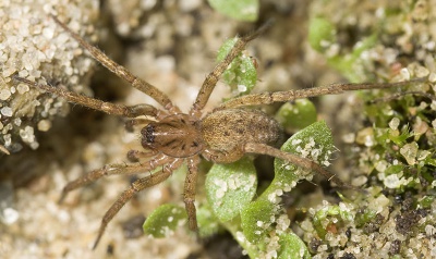 Proxima Dammbachsgrund 08-09 06.jpg