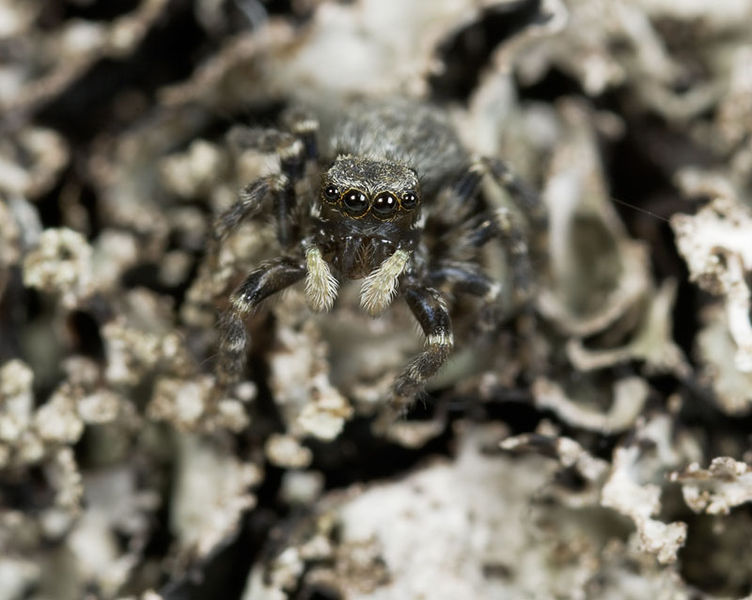 Datei:Pseudeuophrys-erratica No-Liesten 09-10 03.jpg