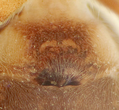 Reclusa Tiefurt 08-06 01-Epig.jpg