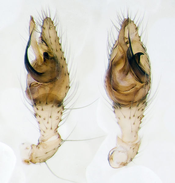 Datei:Steatoda-trianguloides Sardinien-MonteForte 13-04 02-Ped.jpg