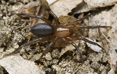 Zelotes-fuscorufus Sardinien-Bosa 13-07 01-male.jpg