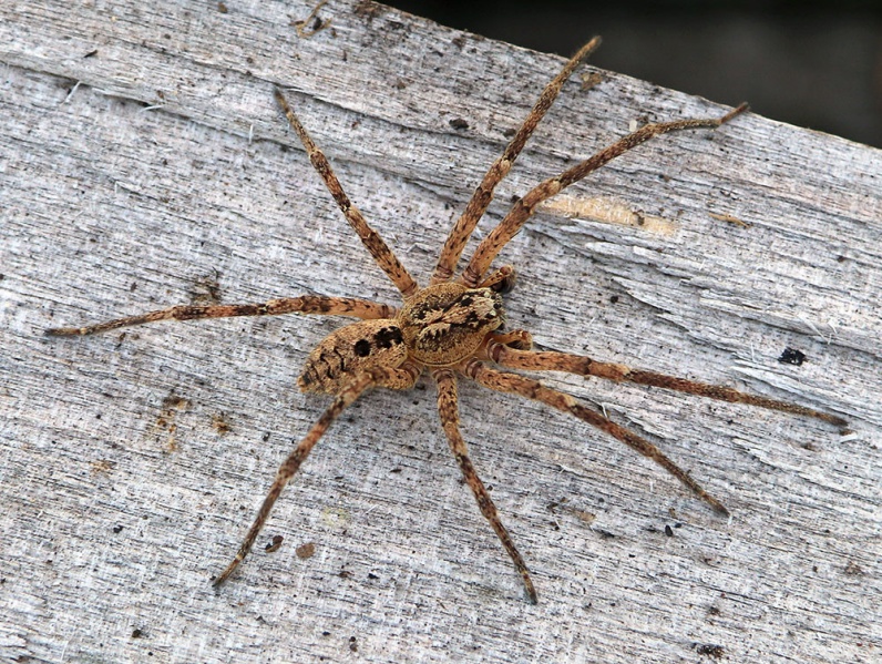 Datei:Zoropsis-spinimana Robert-Pfeifle 17-09 01-male.jpg