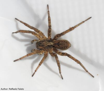 Alopecosa etrusca Basilicata dorsal.jpg