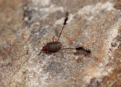 Eatoniana plumipes.jpg