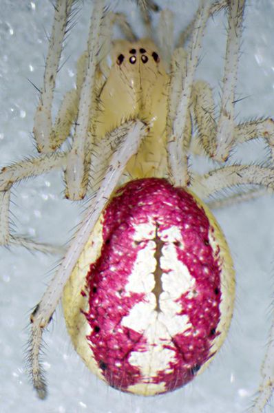 Datei:Enoplognatha ovata f 26.06.11-480-1.jpg