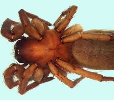 Gnaphosa zeugitana female 20160815171834-6528a497-me.jpg