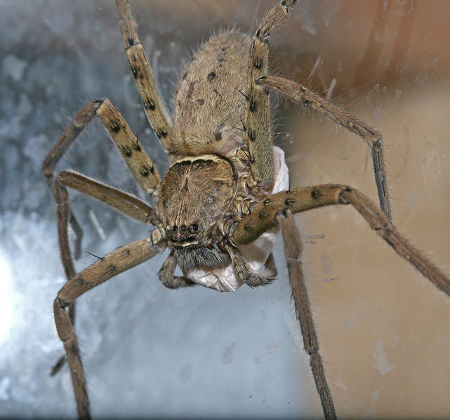 Datei:Het-venatoria-female mK1.jpg