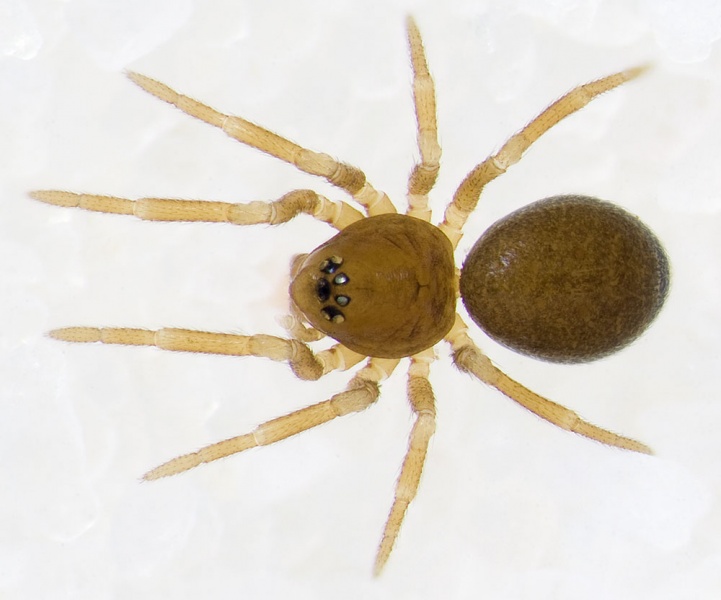 Datei:Mecophisthes sp. Dammbachsgrund 10-04 03-male.jpg