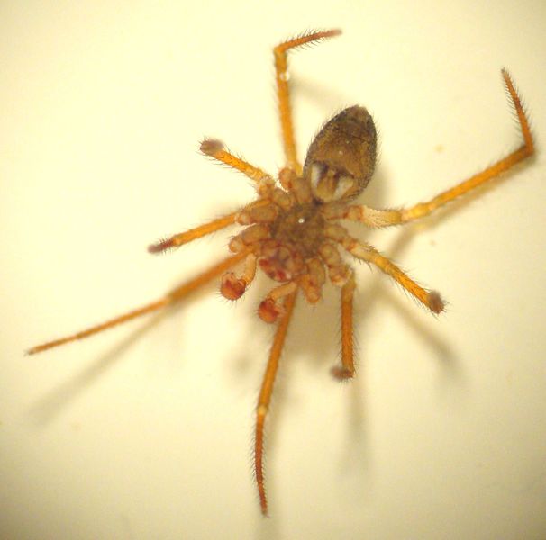 Datei:Nesticella mogera male ventral NReiser.JPG