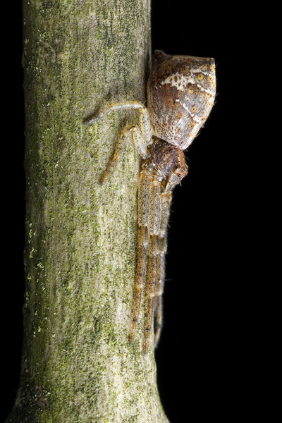 Datei:Tmarus piger Heller.jpg