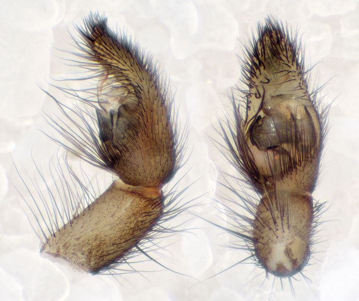 Datei:Zodarion-italicum Eisenbahndepot-7843 11-04 03-Ped.jpg