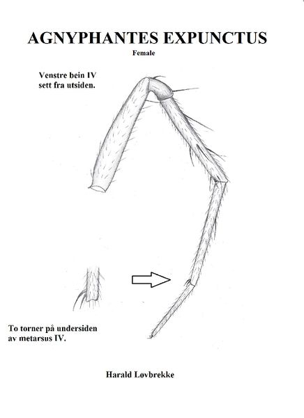 Datei:Agnyphantes expunctus Bein IV HLovbrekke.jpg