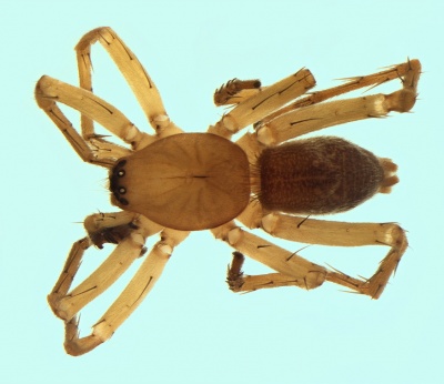 Clubiona kulczynskii male 20171210181326-3c91e530-me.jpg