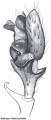 Pedipalpus