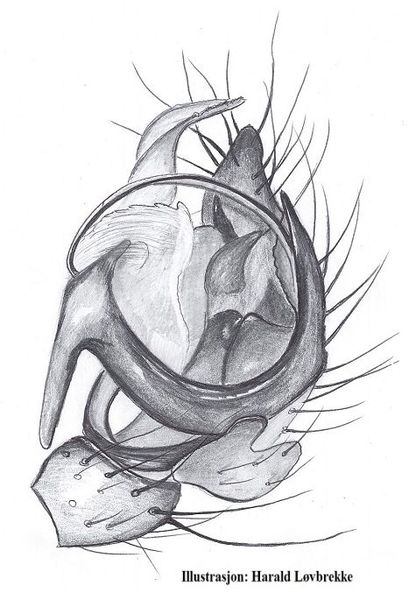 Datei:Frontinellina frutetorum pedipalpus HLovbrekke.jpg