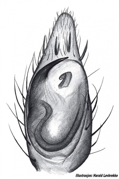 Datei:Micaria nivosa palp HLovbrekke.jpg