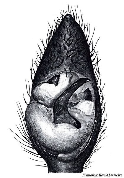 Datei:Pardosa lugubris palp under HLovbrekke.jpg