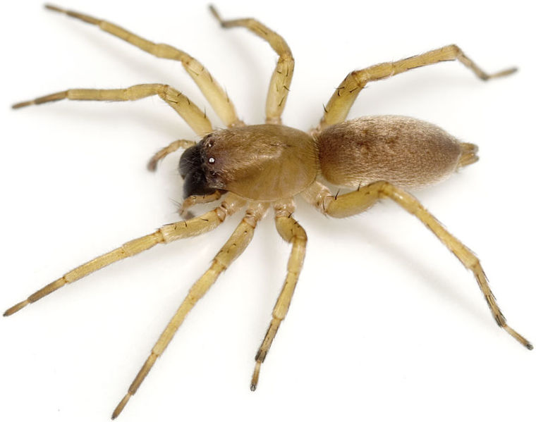 Datei:Terrestris Koetsch 08-10 01.jpg