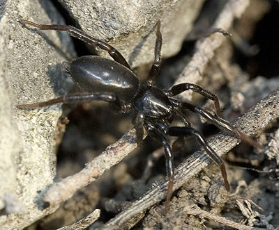 Villicus Leutratal 04-2007 02.jpg